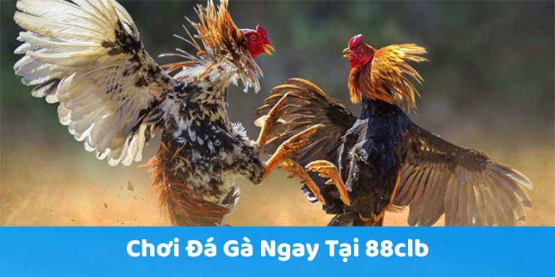 Chơi đá gà ngay tại 88clb