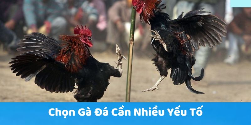 Chọn gà đá cần nhiều yếu tố