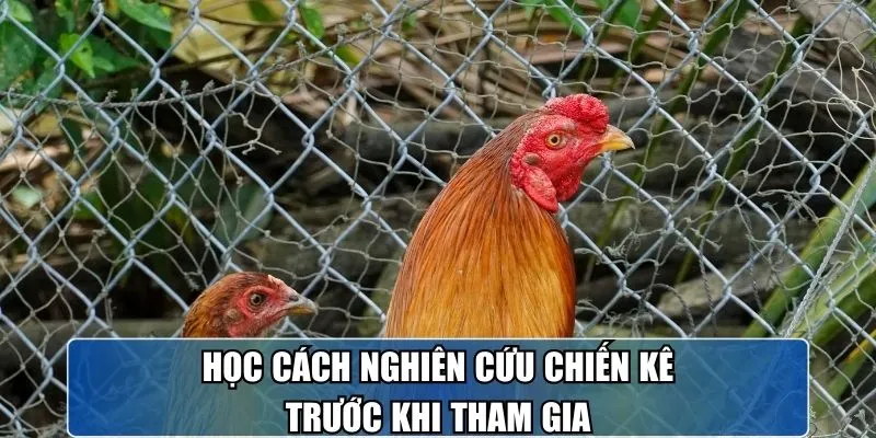 Học cách nghiên cứu chiến kê trước khi tham gia