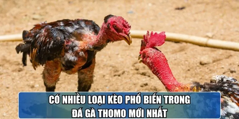 Có nhiều loại kèo phổ biến trong đá gà Thomo mới nhất