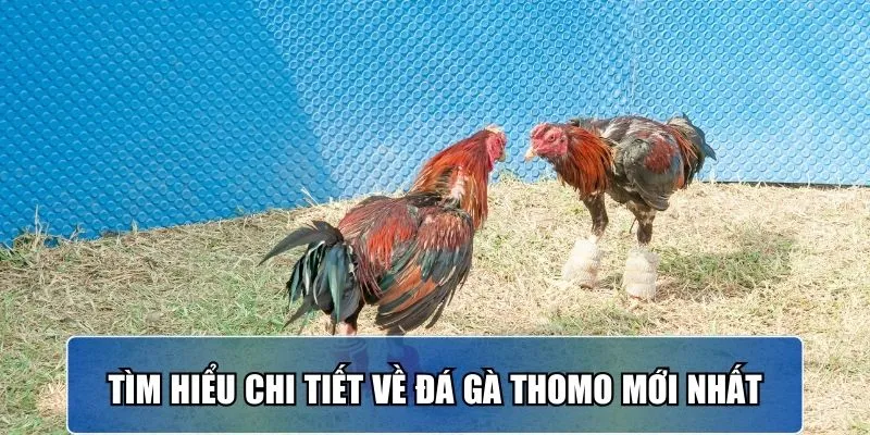 Tìm hiểu chi tiết về đá gà Thomo mới nhất