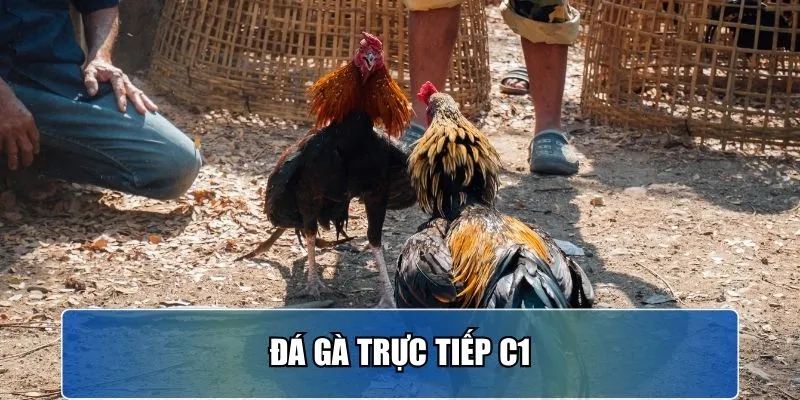 da-ga-truc-tiep-c1-anh-dai-dien