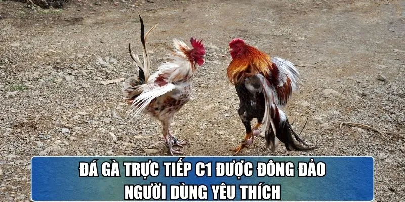 Đá gà trực tiếp C1 được đông đảo người dùng yêu thích