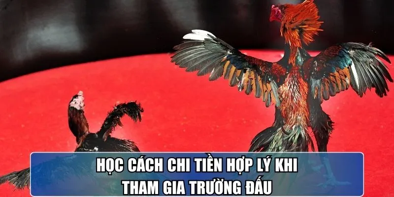 Quy tắc tham gia đá gà trực tiếp C1 không quá khó