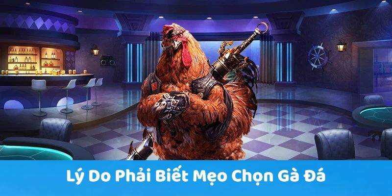 Lý do phải biết mẹo chọn gà đá