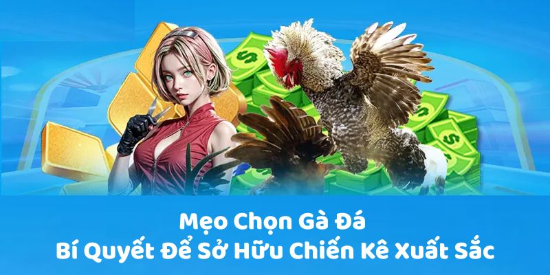 meo-chon-ga-da-bi-quyet-de-so-huu-chien-ke-xuat-sac